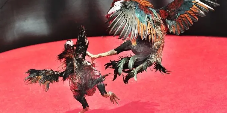 Bí Kíp Chơi Đá Gà Sabong Tại C54 Luôn Thắng Từ Các Sư Kê