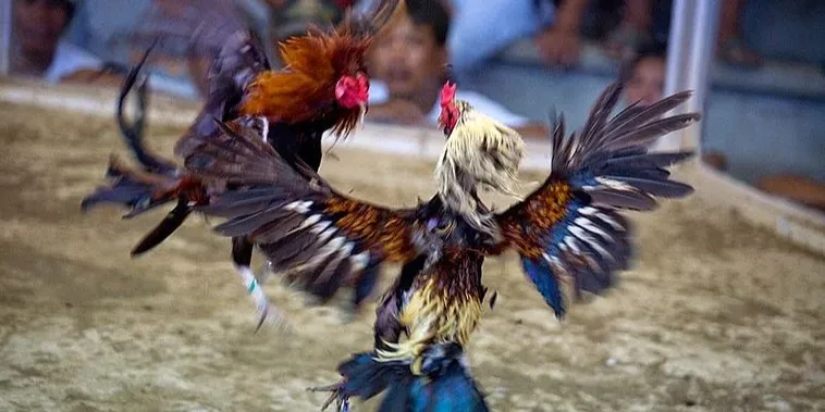 Bí Kíp Chơi Đá Gà Sabong Tại C54 Luôn Thắng Từ Các Sư Kê