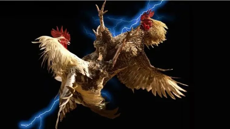 Khám Phá Thế Giới Đá Gà C54 Đỉnh Cao Cùng Kèo Thơm