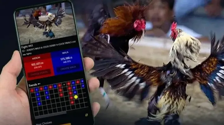 Khám Phá Thế Giới Đá Gà C54 Đỉnh Cao Cùng Kèo Thơm